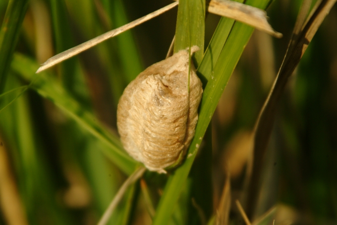 Ooteca di Mantis religiosa